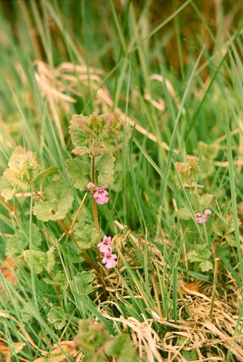 Glechoma hederacea 