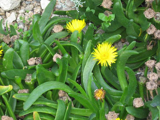 Glottiphyllum longum 