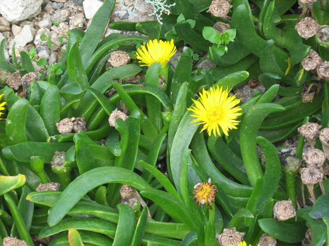 Glottiphyllum longum 