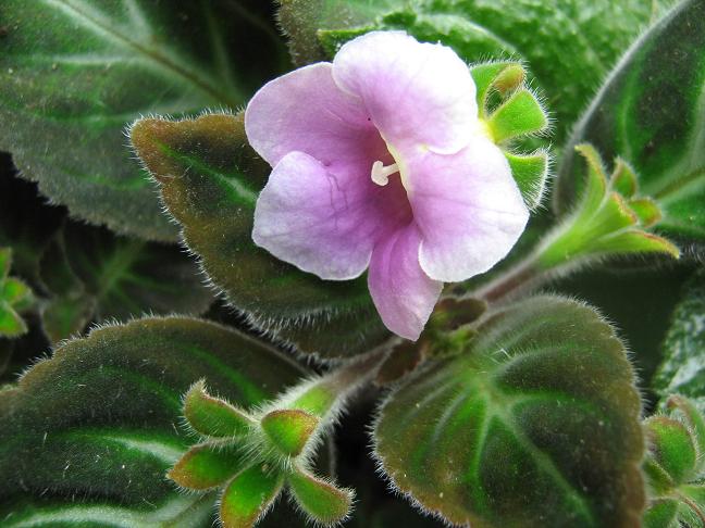 Gloxinia lindeniana 