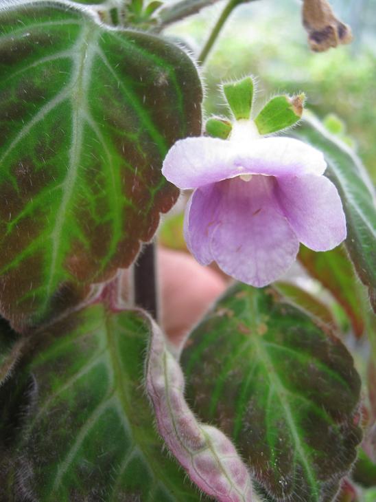 Gloxinia lindeniana 