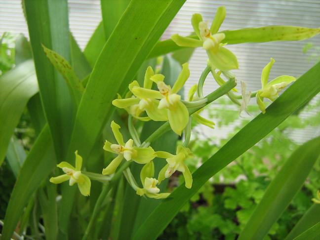 Gomesia planifolia 