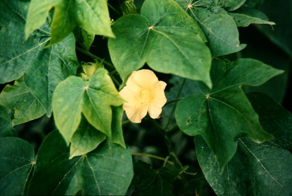 Gossypium hirsutum 