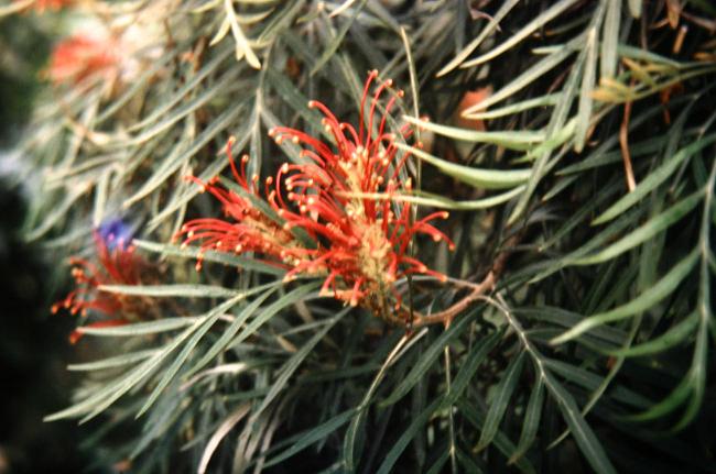 Grevillea banksii 