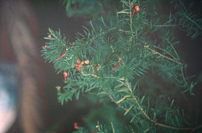 Grevillea jenkinsii 