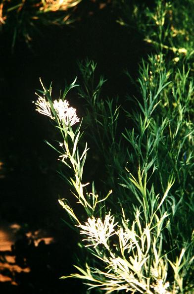 Grevillea orthopoda 