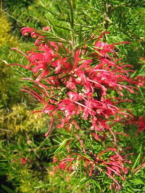 Grevillea rosmarinifolia 