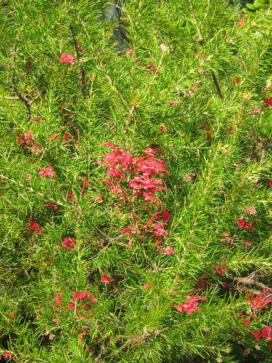 Grevillea rosmarinifolia 