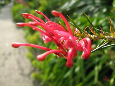 Grevillea rosmarinifolia 