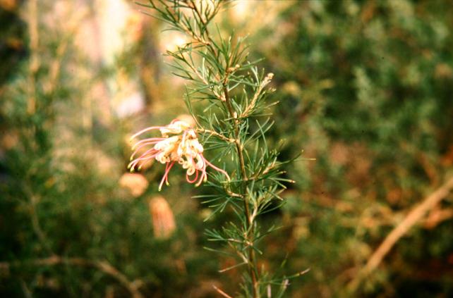 Grevillea semperflorens 