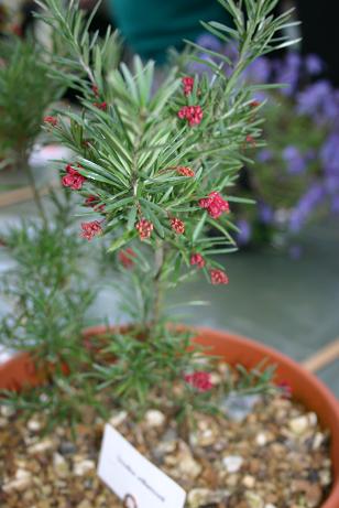 Grevillea williamsonii 