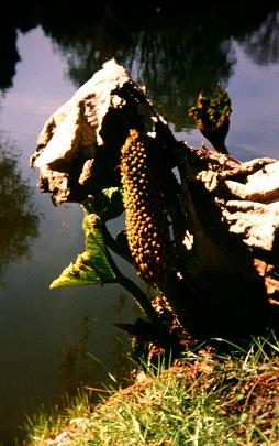 Gunnera manicata 