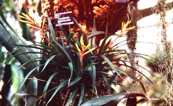 Guzmania dissitiflora 