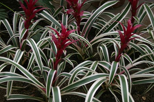 Guzmania 'Purple and Stripes' 