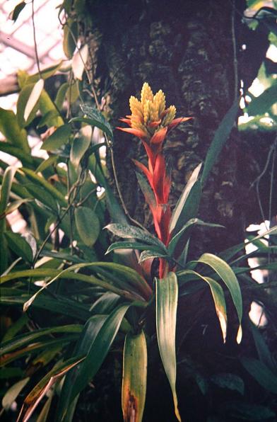 Guzmania zahnii 