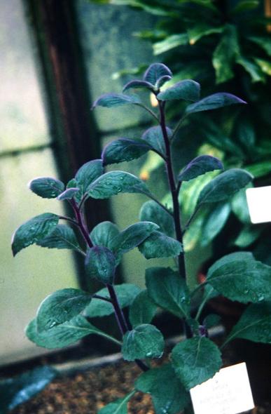 Gynura aurantiaca 