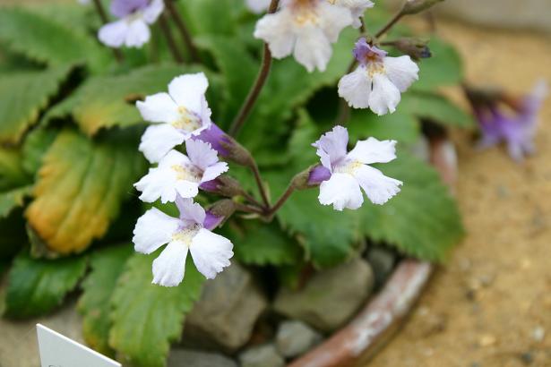 Haberlea rhodopensis 