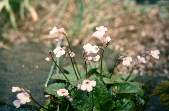 Haberlea rhodopensis 