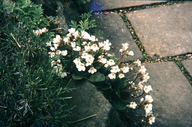 Haberlea rhodopensis 'Virginalis' 