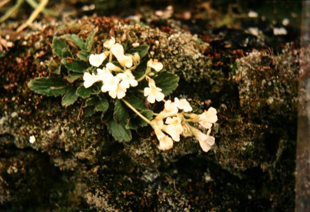 Haberlea rhodopensis 'Virginalis' 