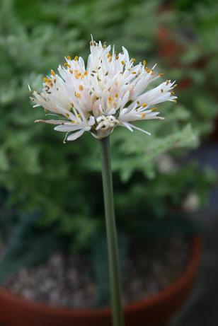 Haemanthus montanus 