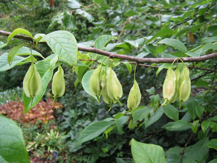 Halesia monticola vestita 