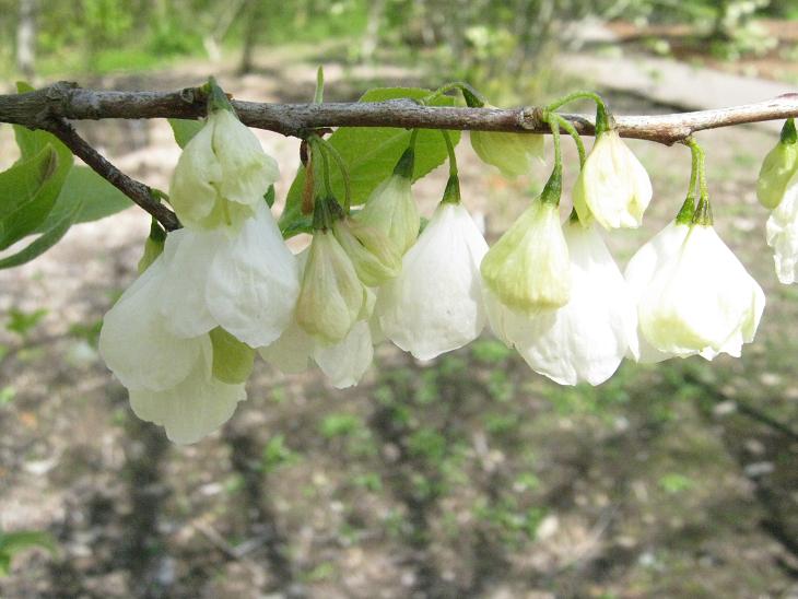 Halesia monticola vestita 