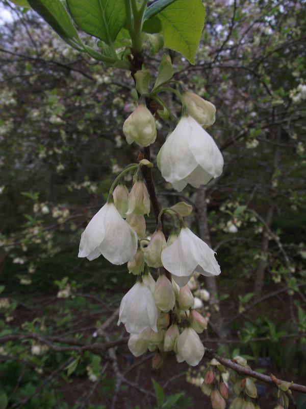 Halesia monticola vestita 