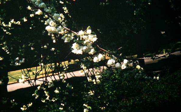 Halesia monticola vestita 