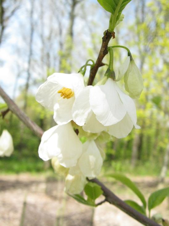 Halesia monticola vestita 