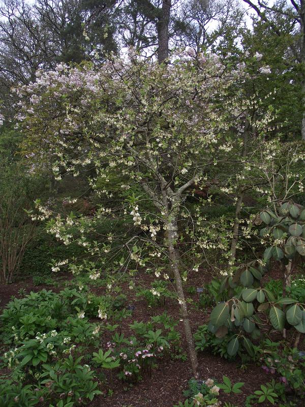 Halesia monticola vestita 