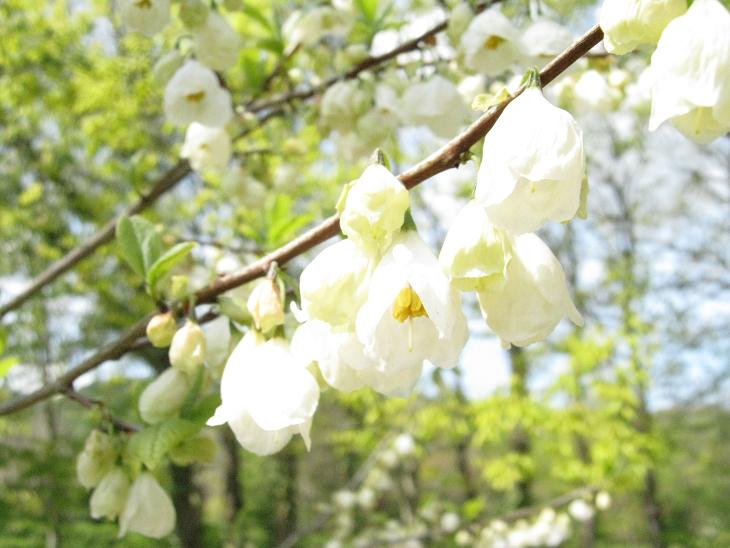 Halesia monticola vestita 