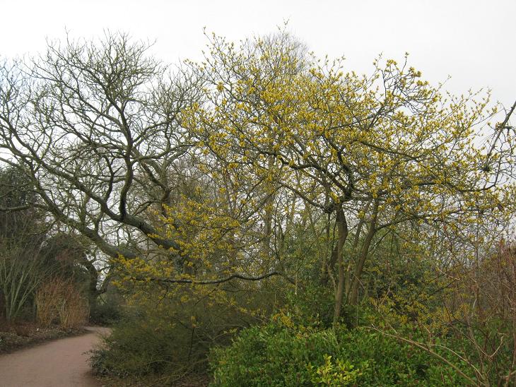 Hamamelis mollis 