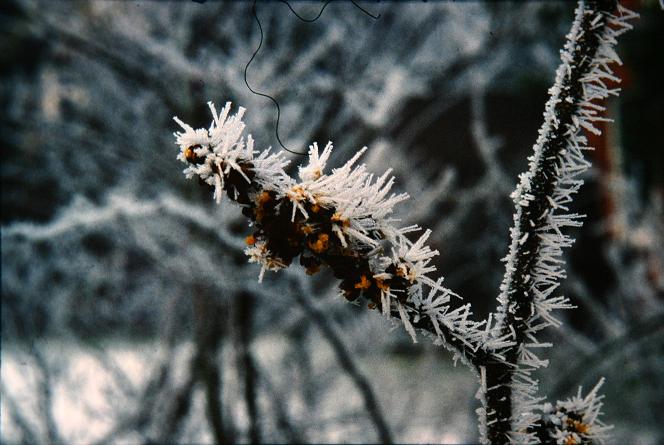 Hamamelis mollis 