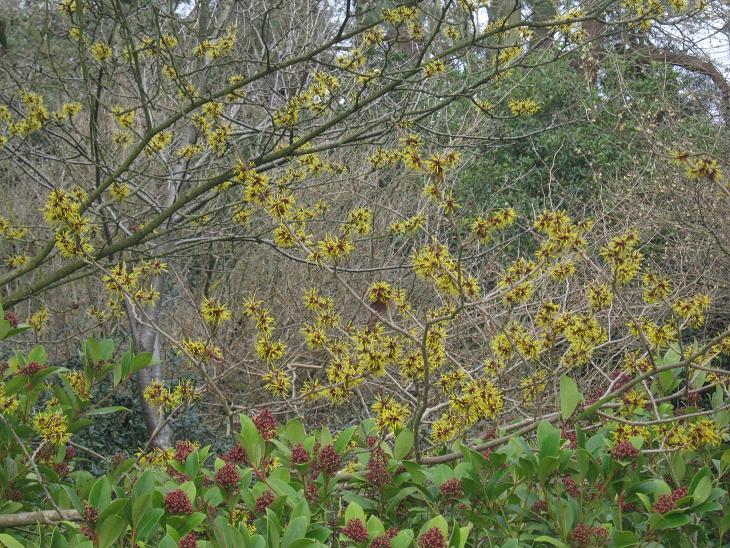 Hamamelis mollis 