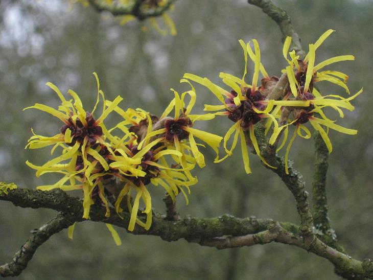 Hamamelis mollis 