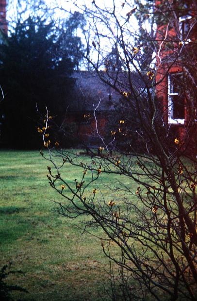 Hamamelis mollis 