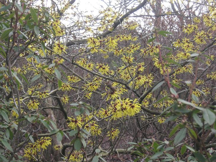 Hamamelis mollis 'Coombe Wood' 