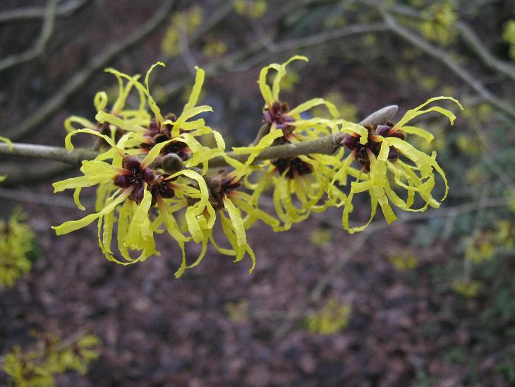 Hamamelis mollis 'Coombe Wood' 