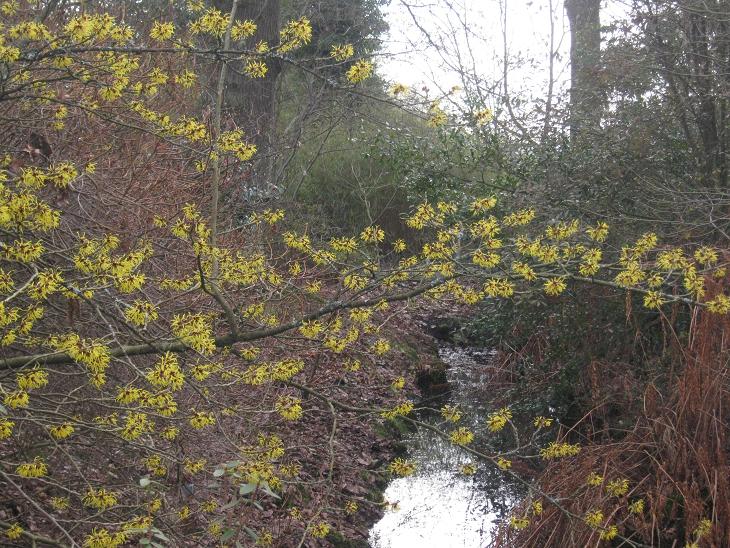 Hamamelis mollis 'Coombe Wood' 