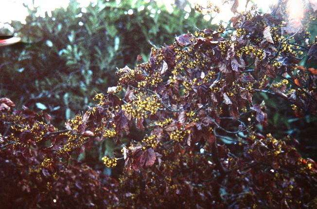 Hamamelis vernalis 