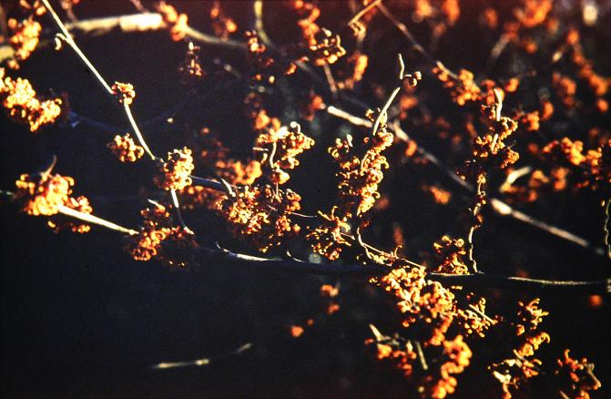 Hamamelis vernalis 'Carnea' 