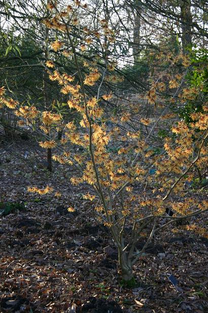 Hamamelis x intermedia 'Aurora' 