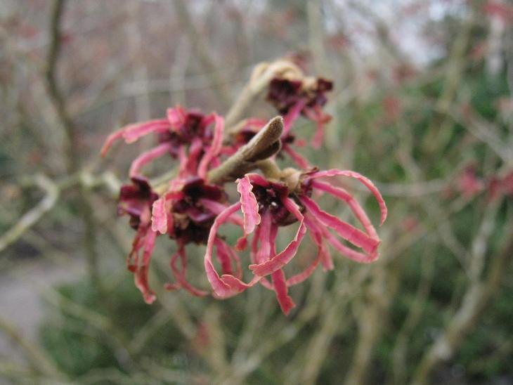 Hamamelis x intermedia 'Ruby Glow' 