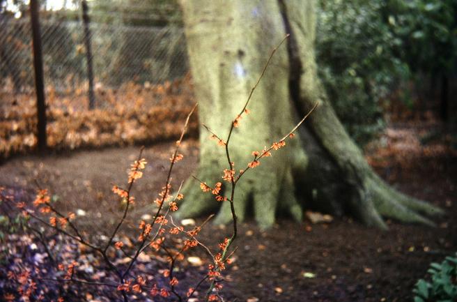 Hamamelis x intermedia 'Ruby Glow' 