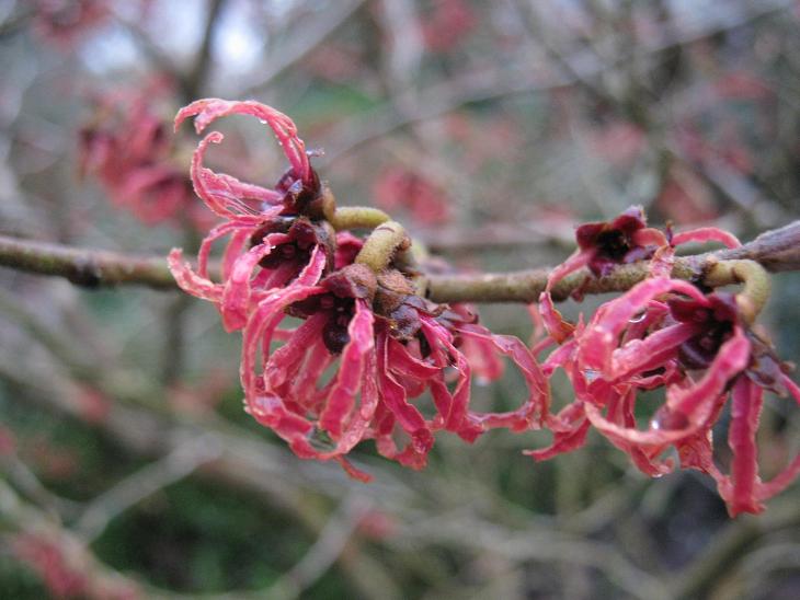 Hamamelis x intermedia 'Ruby Glow' 