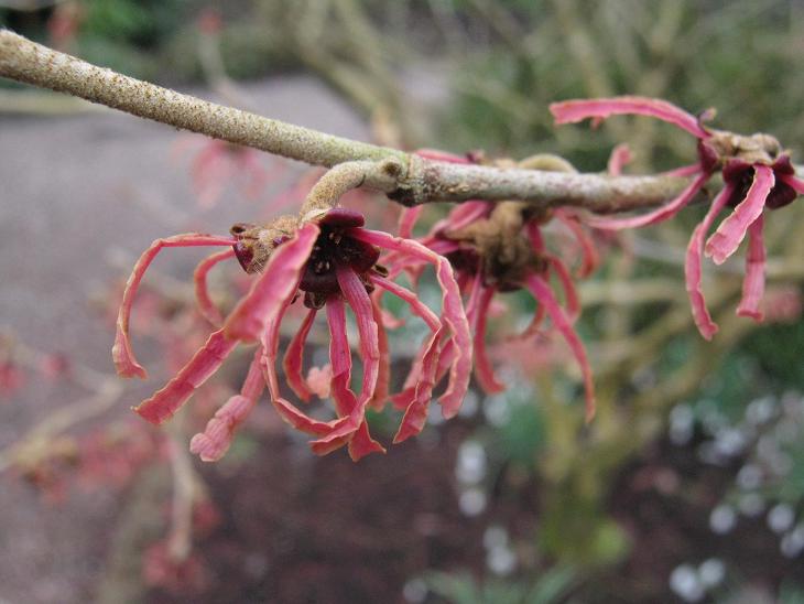 Hamamelis x intermedia 'Ruby Glow' 