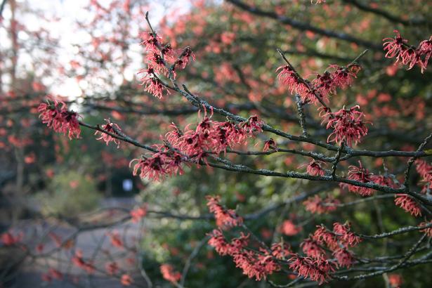 Hamamelis x intermedia 'Ruby Glow' 