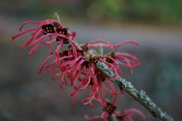 Hamamelis x intermedia 'Ruby Glow' 