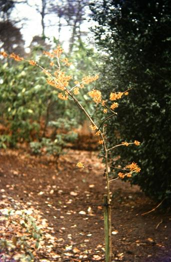 Hamamelis x intermedia 'Vesna' 